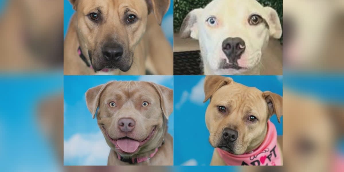 Georgia Rescue Seeks Fosters to Save 4 Dogs This Week