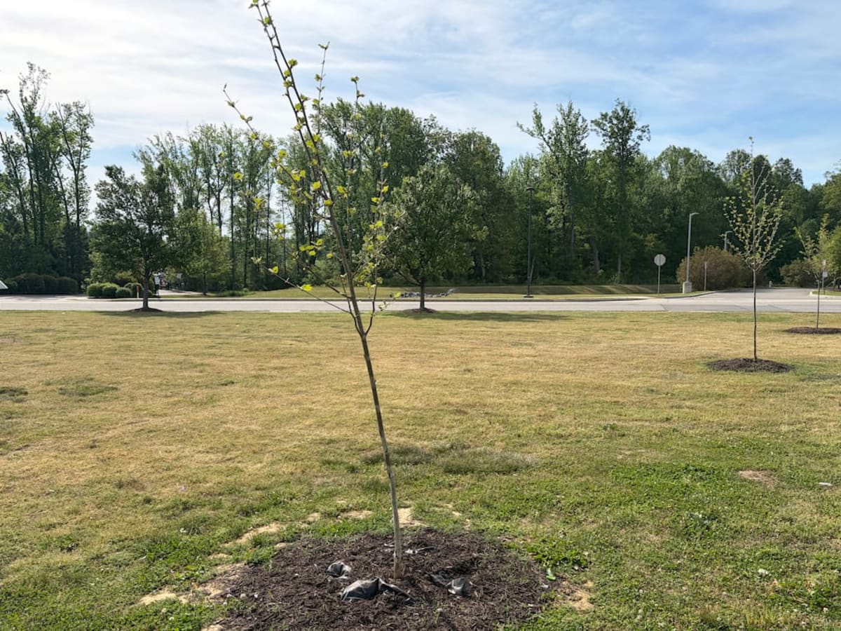 Virginia County Plants 10,000 Trees in Just Two Months - Image 2