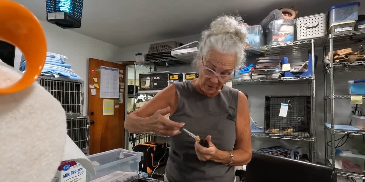 Florida Wildlife Center Rescues 1,000 Animals in 4 Months