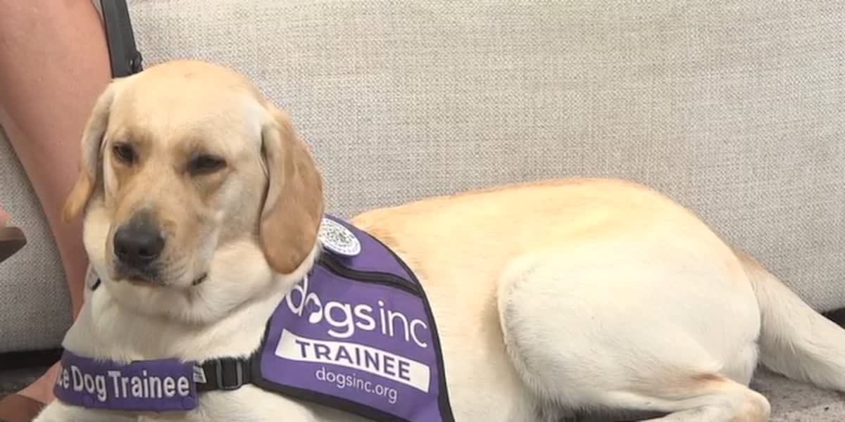 Adorable puppy named Oatmeal sitting with Dogs Inc. volunteer coordinator at news studio
