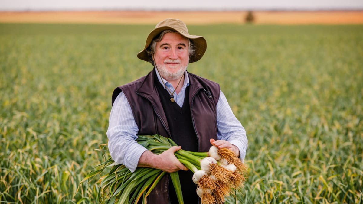 Various fresh garlic bulbs displayed showing different cultivars used in Australian antiviral research study