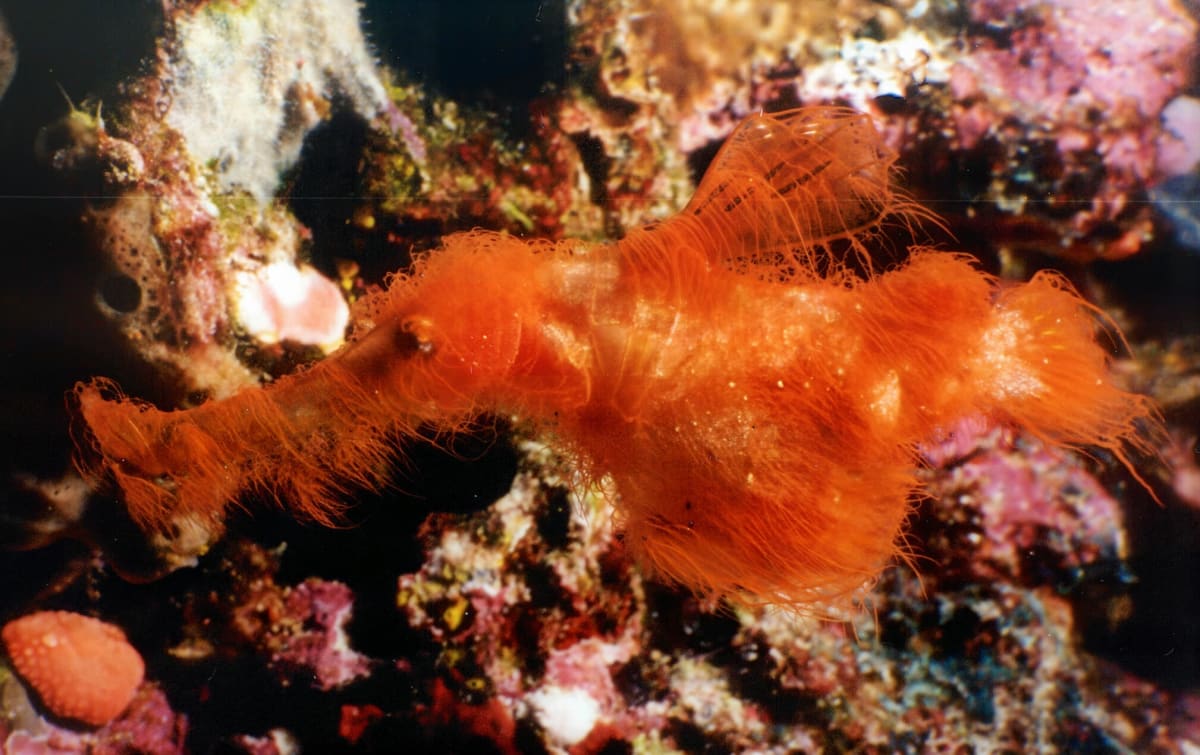 Shaggy red ghost pipefish camouflaged among red algae on coral reef