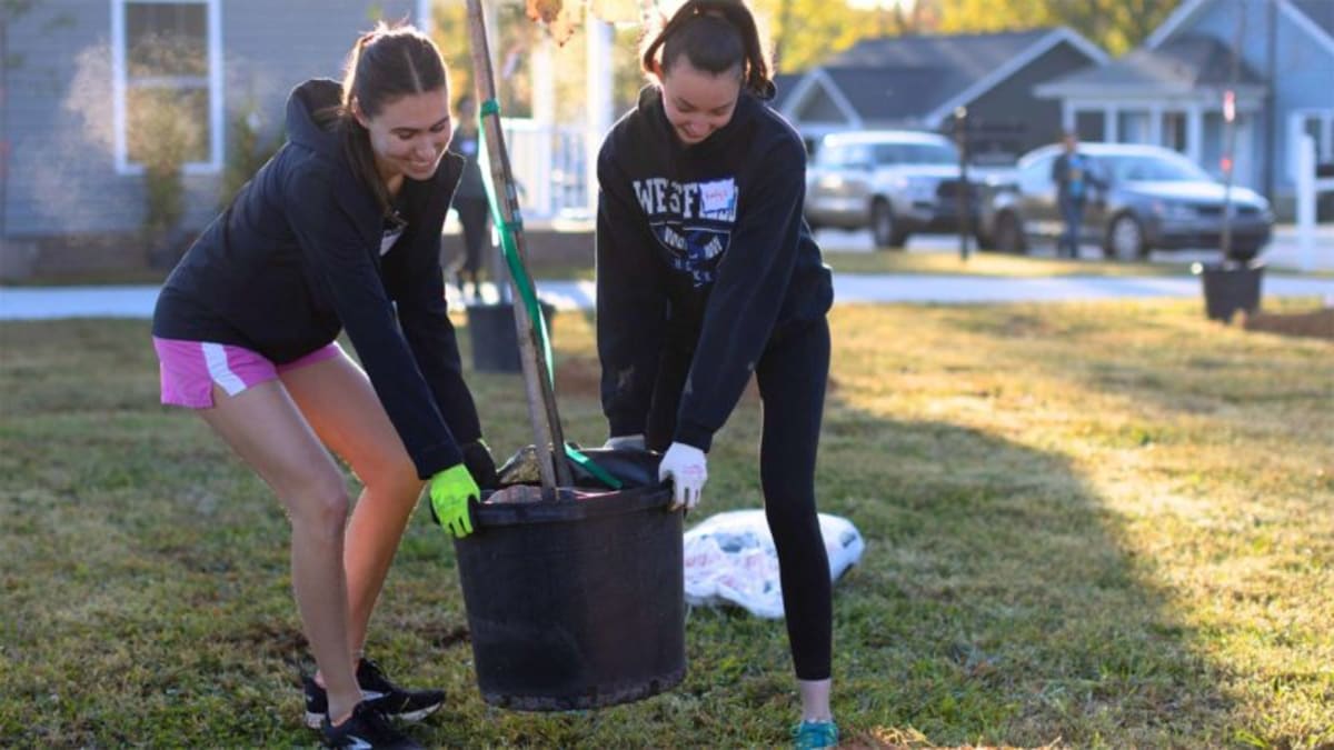 500 Free Trees for Greenville After Hurricane Helene - Image 2