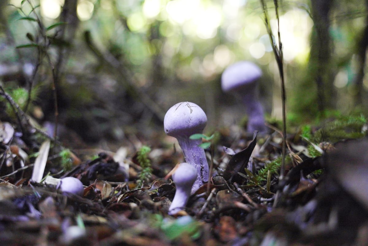 Scientists Push to Protect Earth's Forgotten Life Savers - Image 2