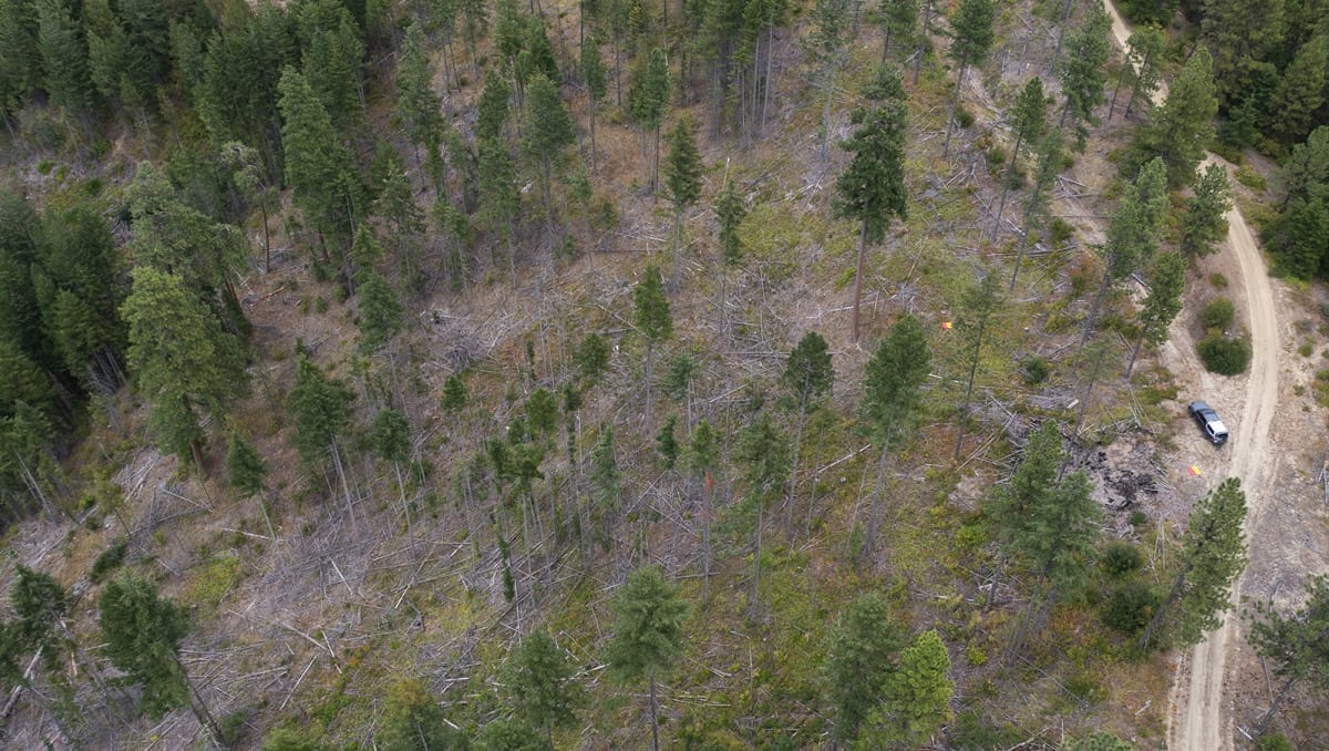 Forest Thinning Boosts Snowpack 30% in Washington Study - Image 3
