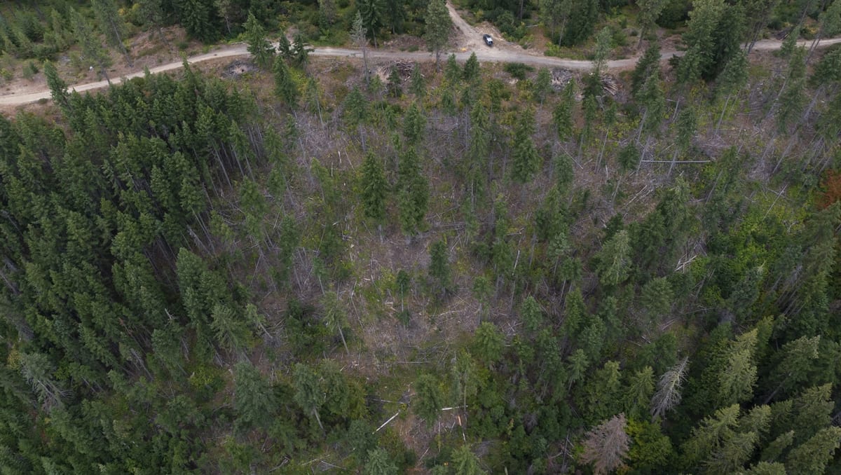 Forest Thinning Boosts Snowpack 30% in Washington Study - Image 2