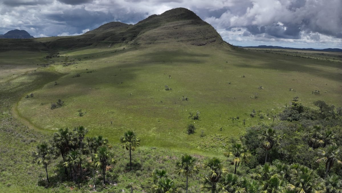 Brazil's Hidden Savanna Stores 6x More Carbon Than Amazon