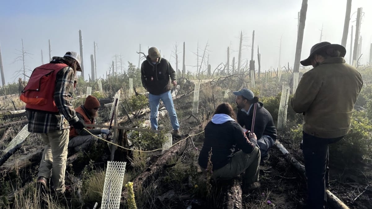 New Mexico Building 5M Seedling Center After Megafires