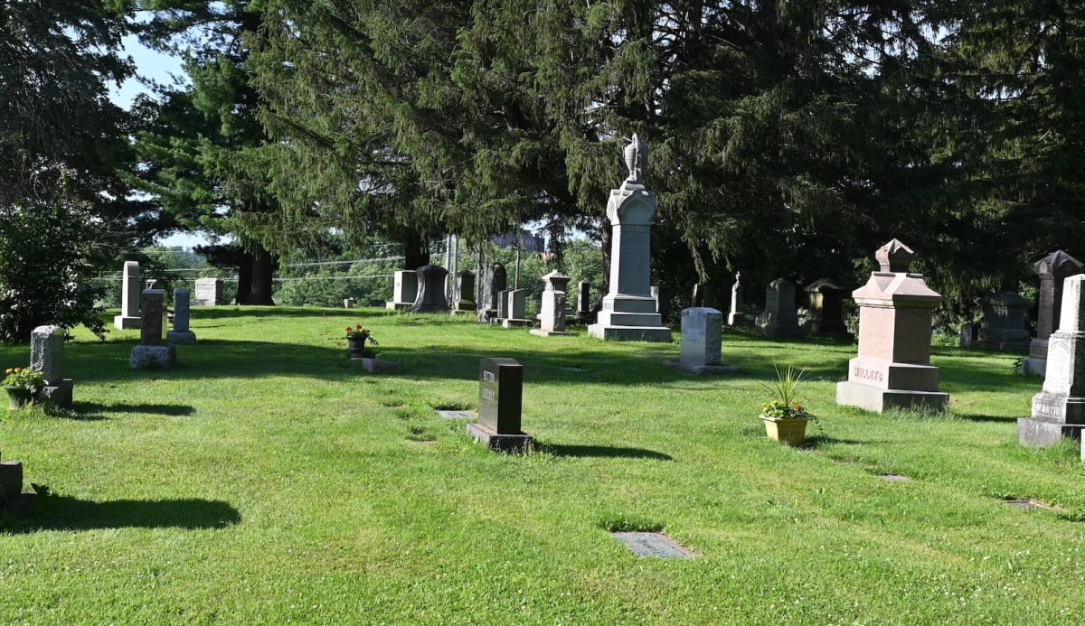 NY Cemetery Hosts 8 Million Bees in Unexpected Haven - Image 2