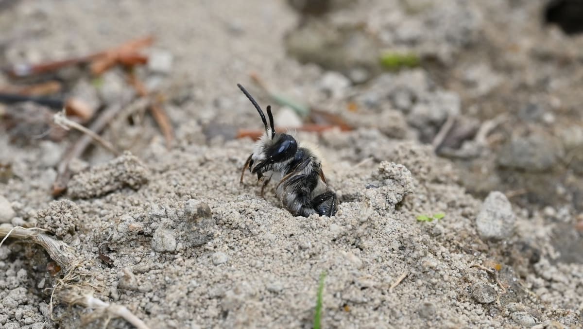 Fuzzy black and tan regular miner bee collecting yellow pollen from flowers