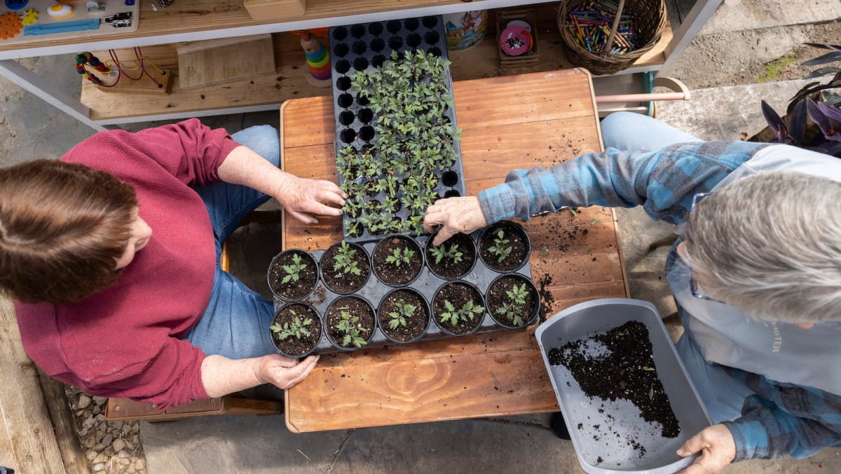 Native Plants Surge 350% as Gardeners Ditch the Lawn - Image 2