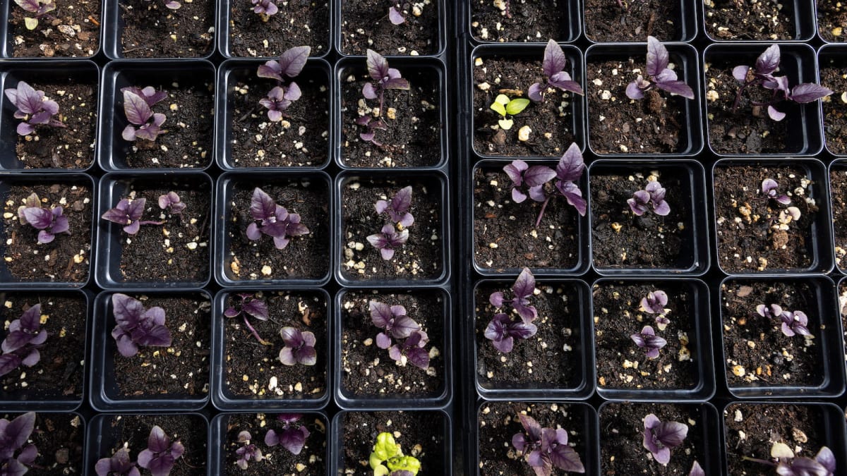 Native Plants Surge 350% as Gardeners Ditch the Lawn - Image 3