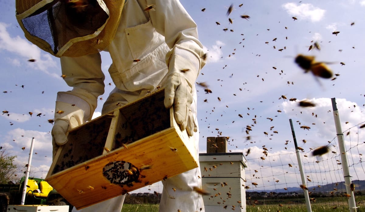 Beekeepers and Scientists Push to Close Pesticide Loophole