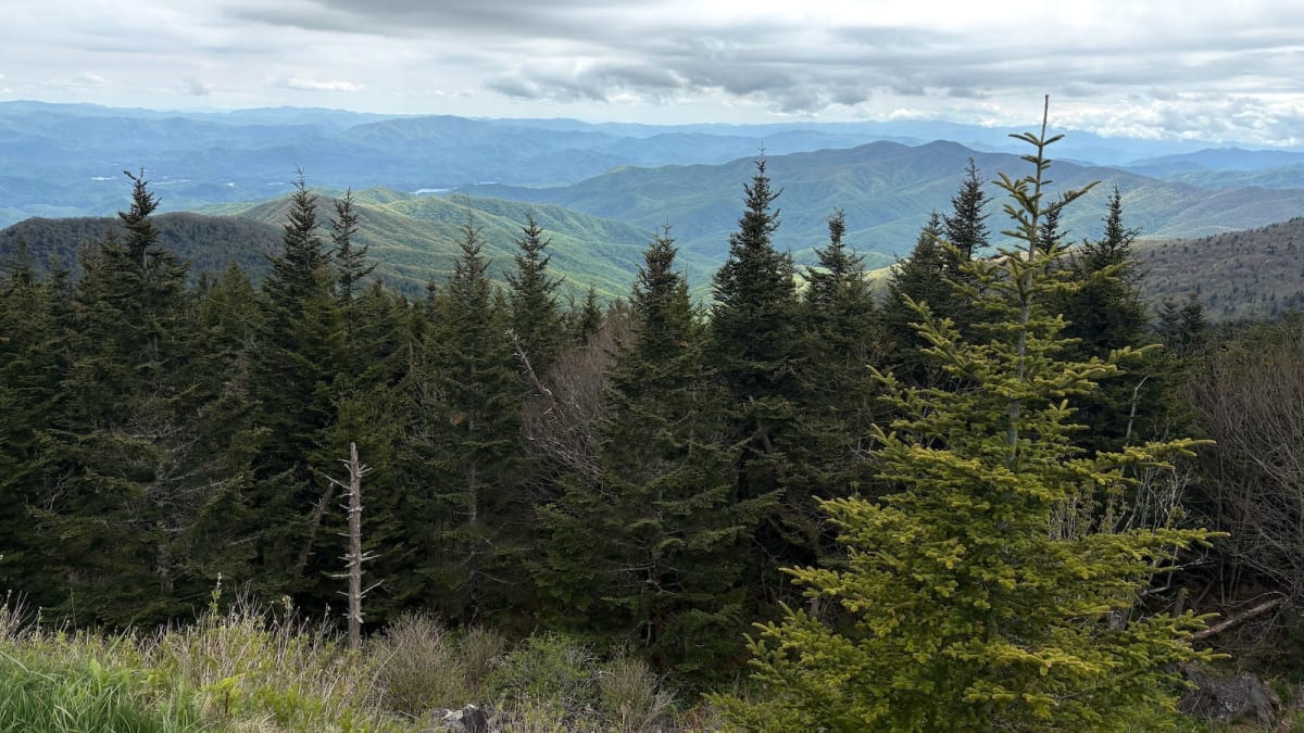Volunteers Find 22,000 Species in Great Smoky Mountains - Image 2