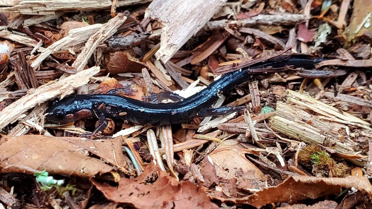 Volunteers Find 22,000 Species in Great Smoky Mountains - Image 3