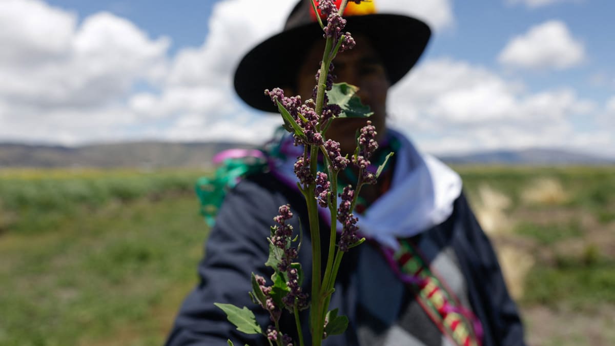 Pastoralists Share Ancient Climate Wisdom at UN Summit - Image 2