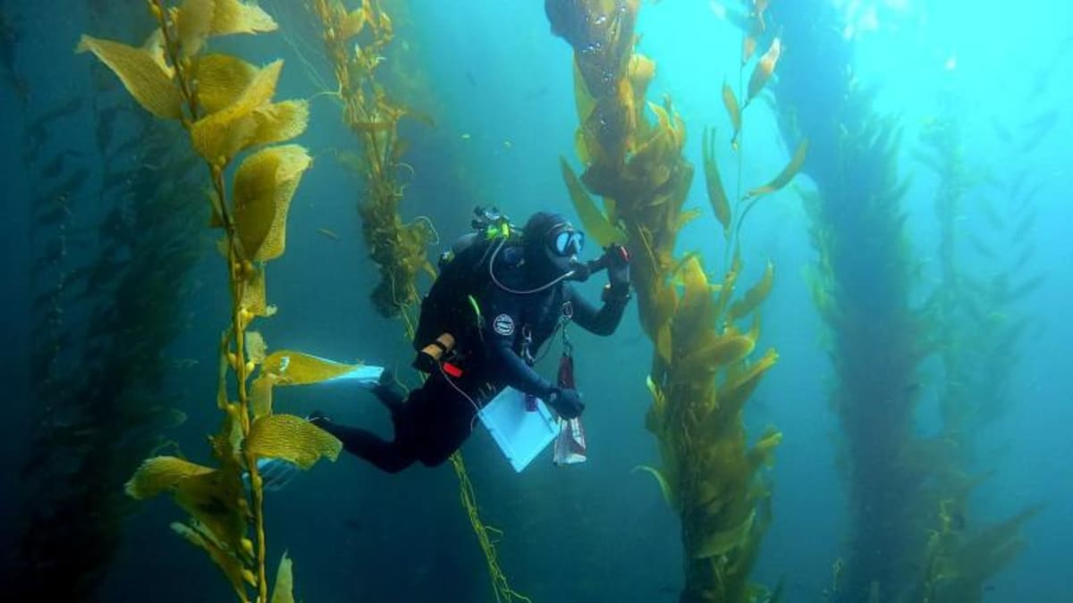 Senators Save Ocean Sensors From Shutdown - Image 4