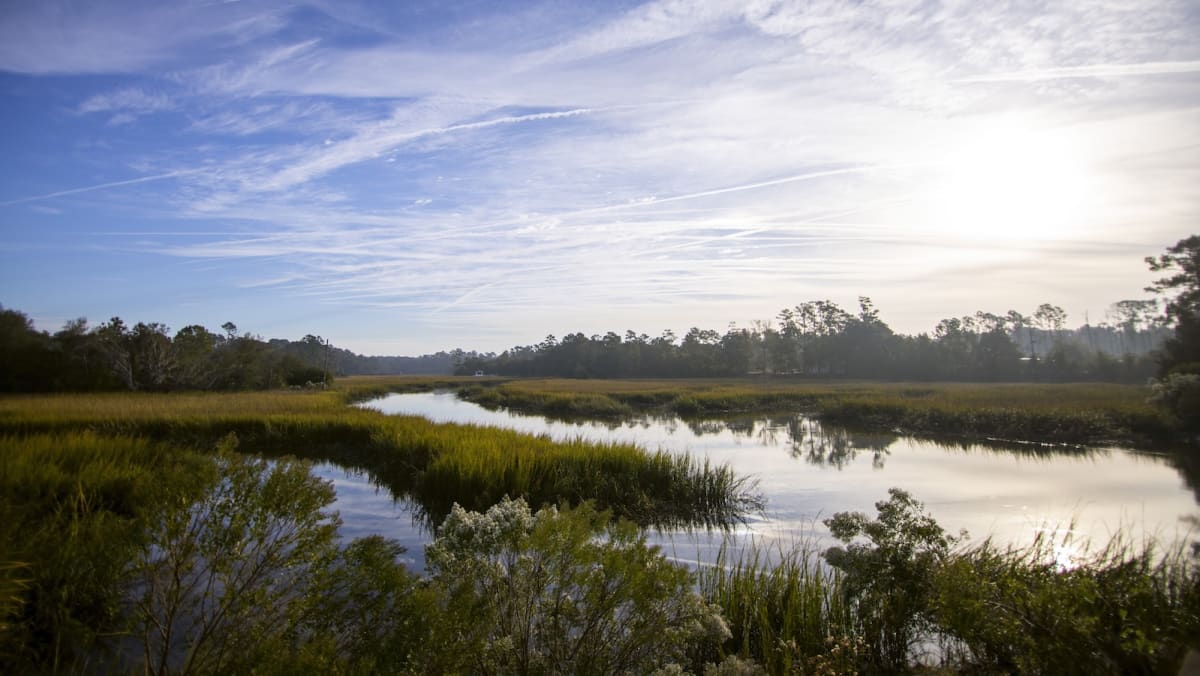 Georgia Marshes Get Room to Migrate as Seas Rise