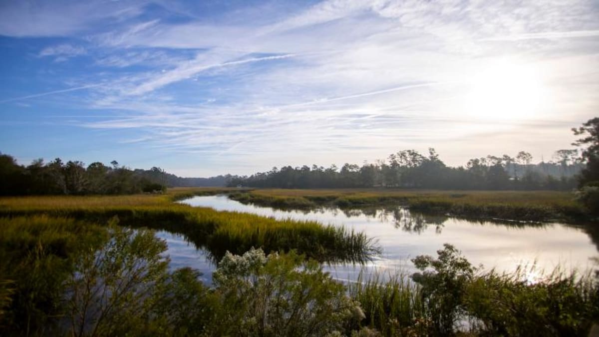 California's Plant-Covered Levees Fight Floods and Save Wildlife - Image 3
