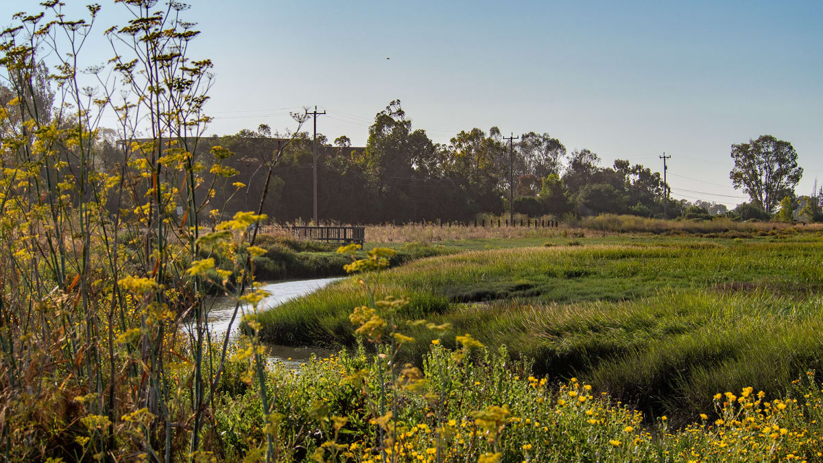 California's Plant-Covered Levees Fight Floods and Save Wildlife