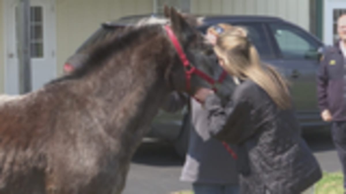 Horse Troy Rescued from Illinois Floods After 13 Hours - Image 2
