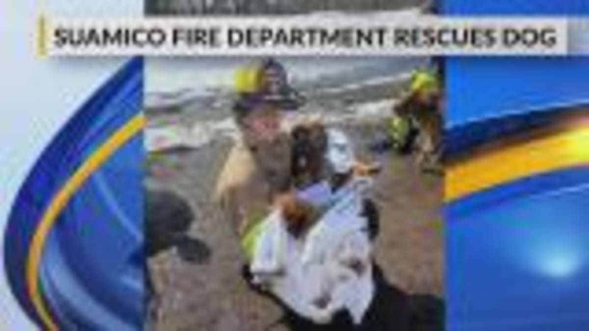 Suamico Firefighters Save Dog from Icy Bay Waters - Image 2