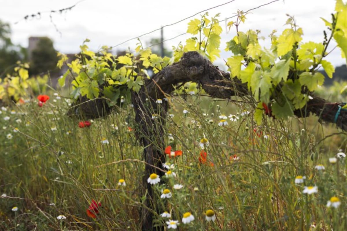 Spanish Winery Cuts Emissions 47% in Climate Fight