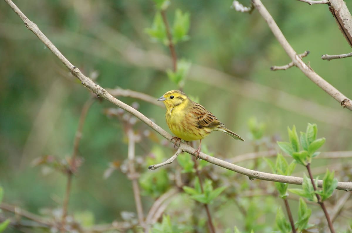 UK Farmers Feed 69,000 At-Risk Birds Through Winter