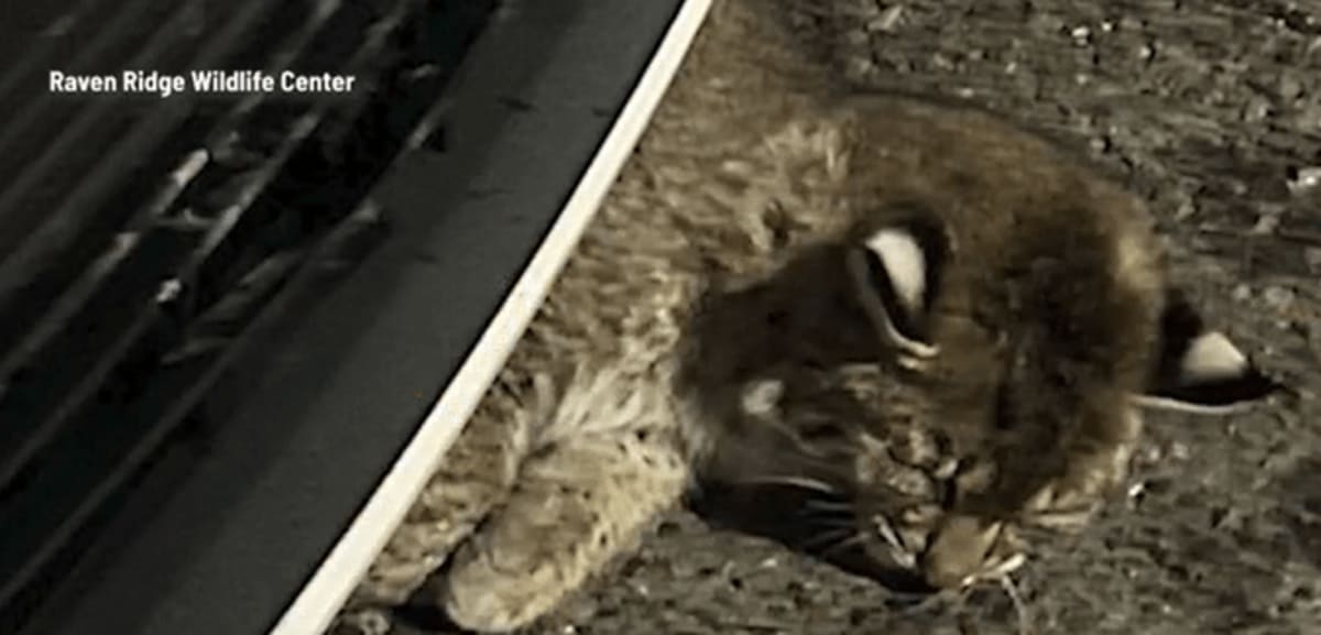 Bobcat Beats Odds After 4-Hour Surgery in Pennsylvania - Image 3