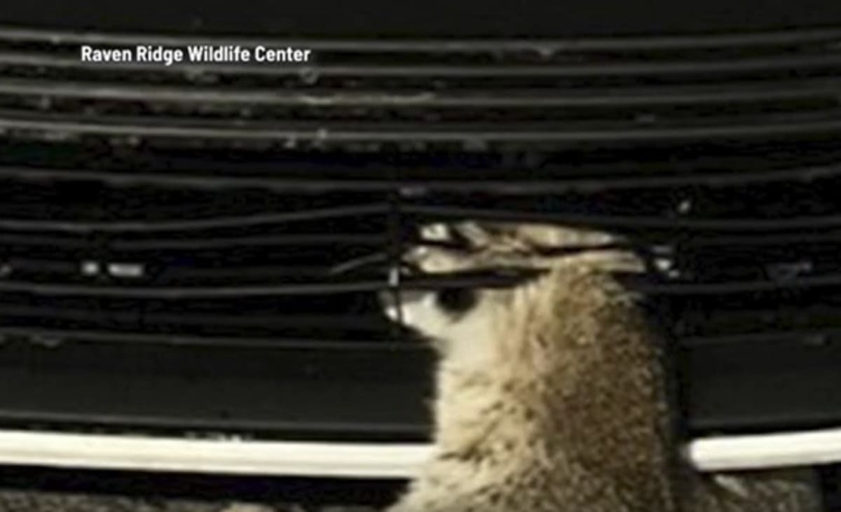 Bobcat Beats Odds After 4-Hour Surgery in Pennsylvania - Image 4