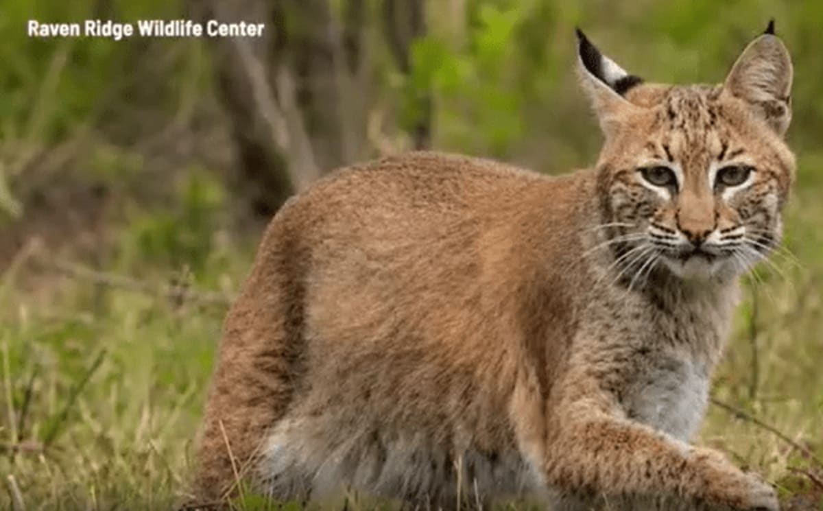 Bobcat Beats Odds After 4-Hour Surgery in Pennsylvania