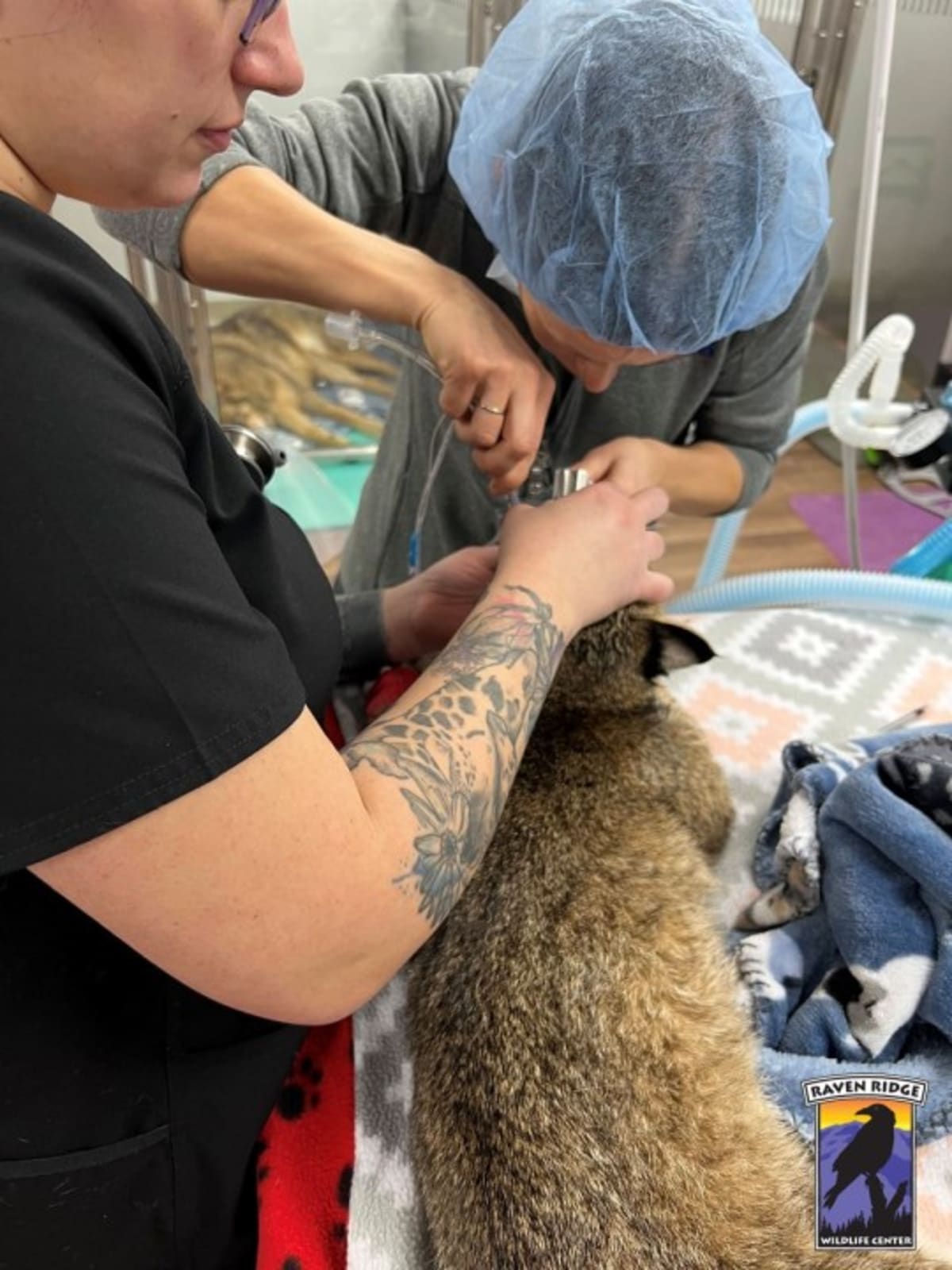 Bobcat Beats Odds After 4-Hour Surgery in Pennsylvania - Image 5