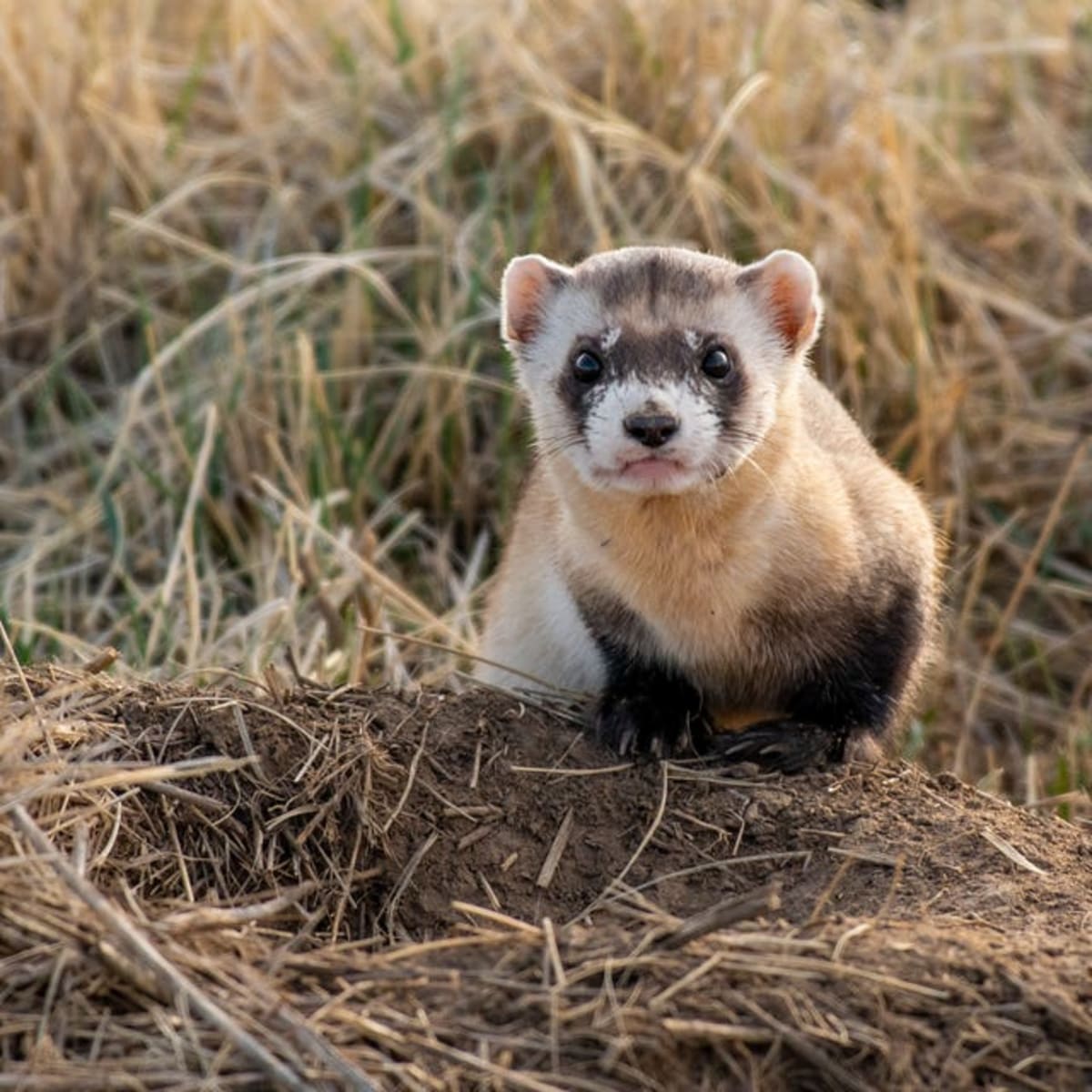 Cloned Ferret Gives Birth, Saving Species From Extinction - Image 3