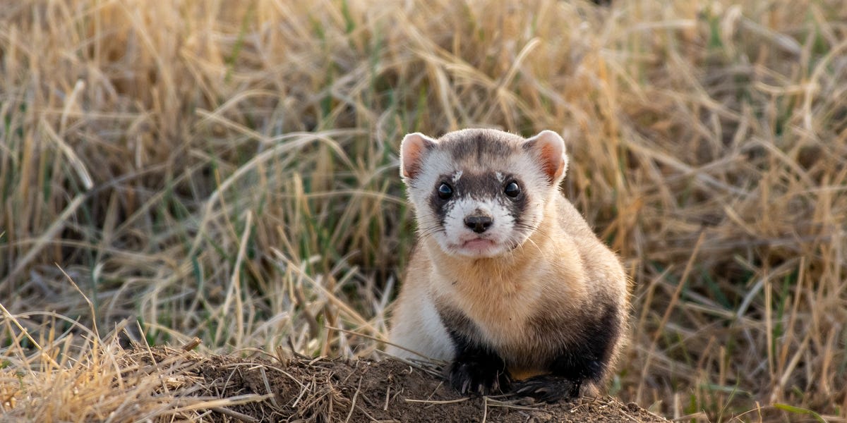 Black-footed ferret mother Antonia with two young kits in conservation center habitat