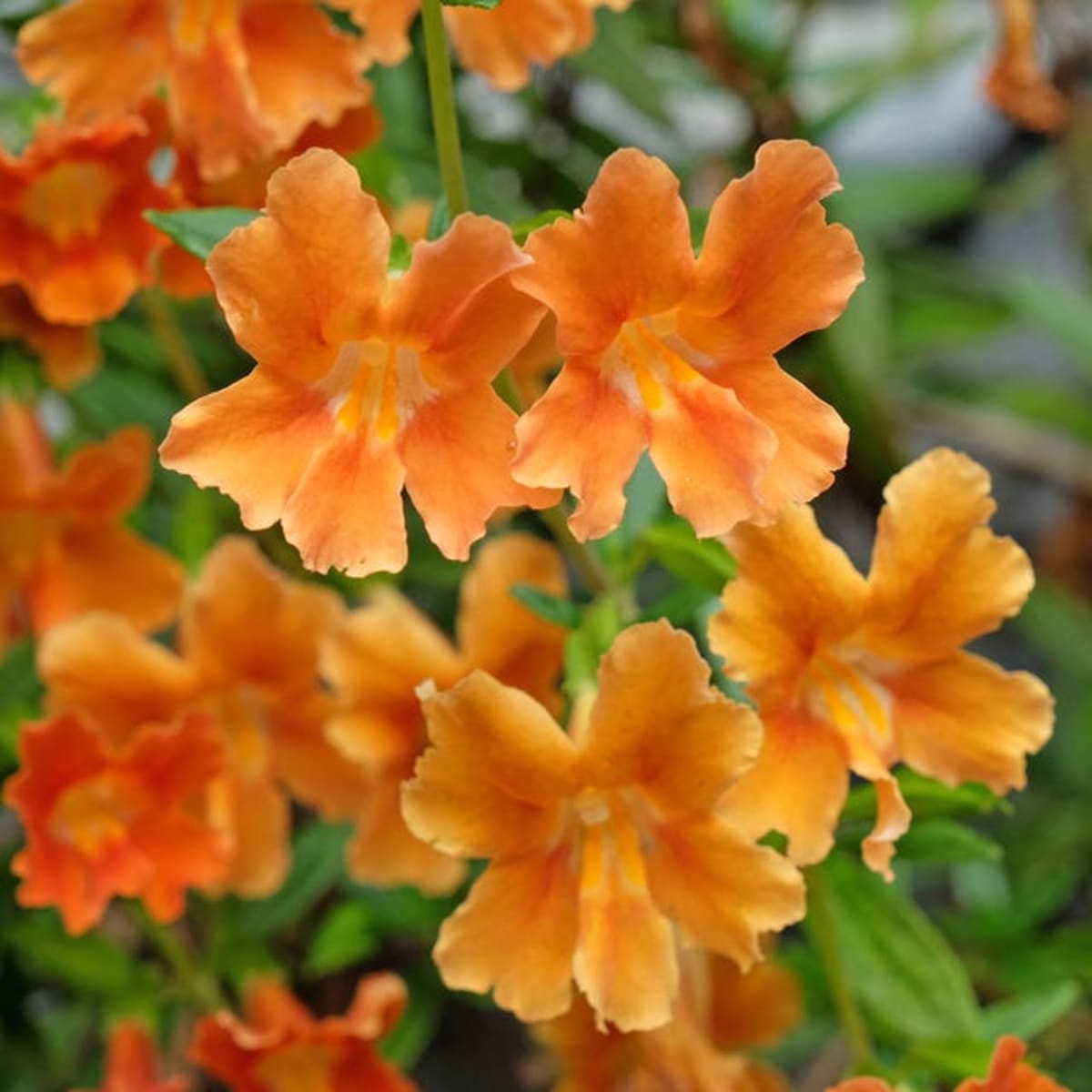 Flower Species Evolves Fast Enough to Beat Megadrought - Image 3