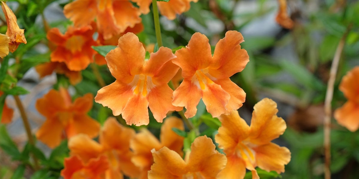 Bright red scarlet monkeyflower blooming in dry western North American landscape