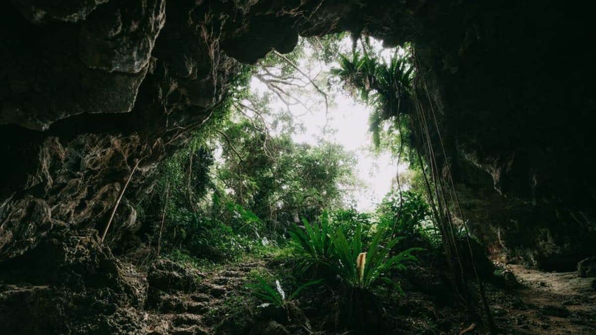 New Zealand Cave Reveals 1 Million-Year-Old Lost World - Image 3