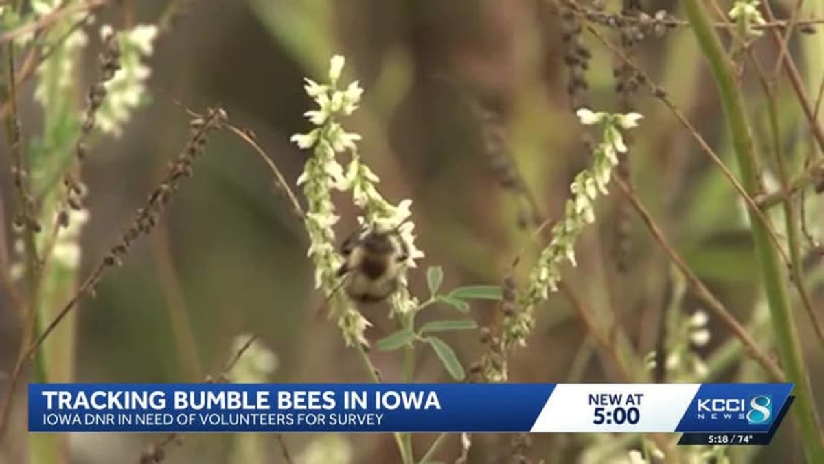 Iowa Volunteers Count 7,000 Bees to Help Track Species - Image 3