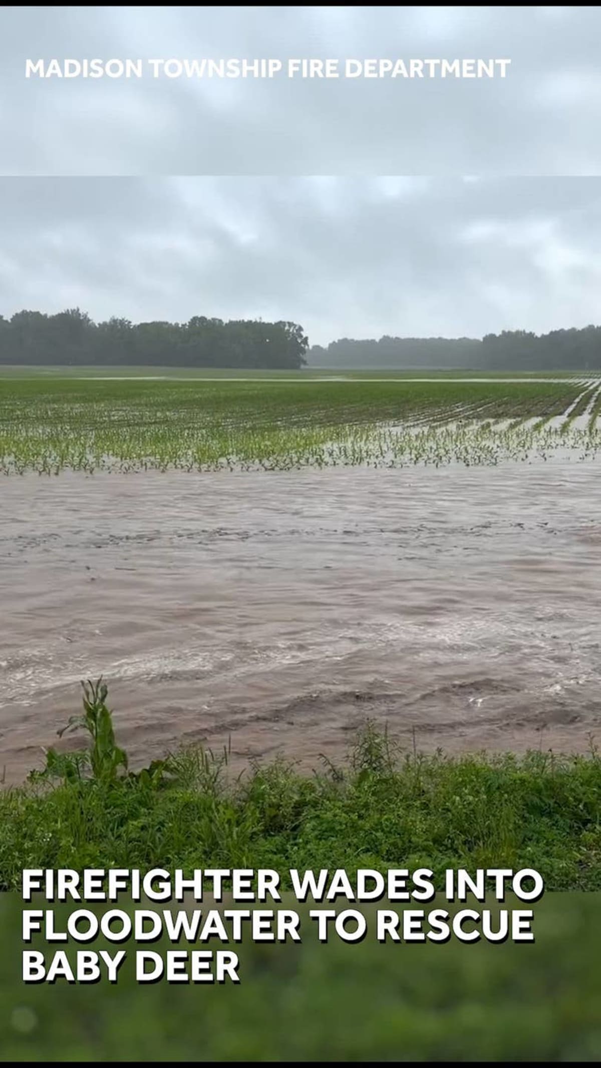 Indiana Firefighter Rescues Fawn from Rushing Floodwater - Image 3