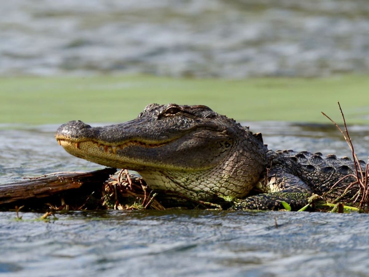 Louisiana Alligators: From 100K to 3 Million in 50 Years