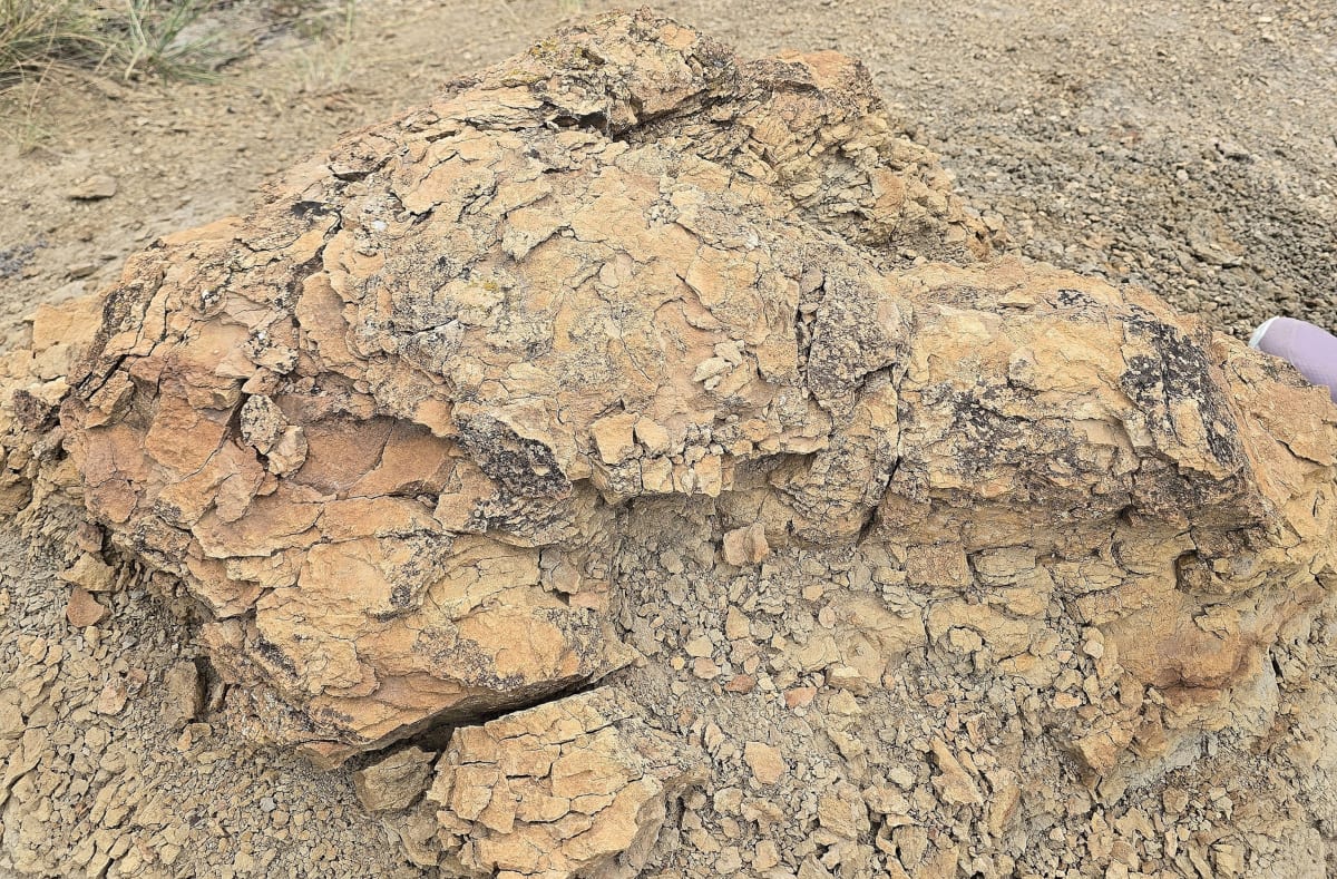 Teacher Finds First T. Rex Trackway Ever Discovered - Image 3