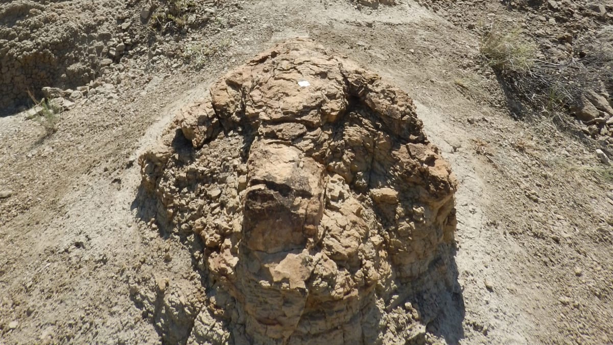 Teacher Finds First T. Rex Trackway Ever Discovered - Image 2