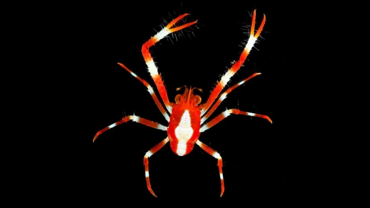 Scientists Discover Dozens of New Pacific Species