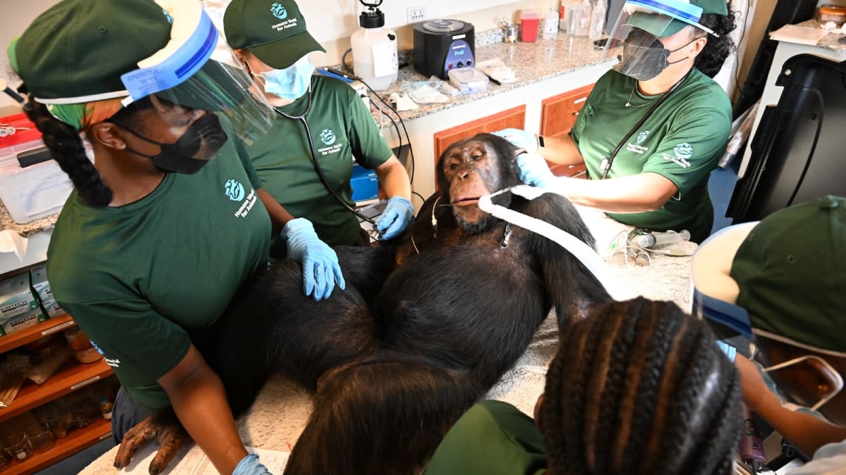 60 Lab Chimps Get Second Chance at Sanctuary in Liberia