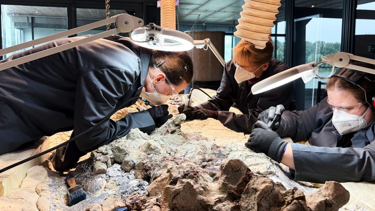 Volunteers in protective gear carefully chisel rock from ancient Mastodonsaurus skeleton bones in glass laboratory
