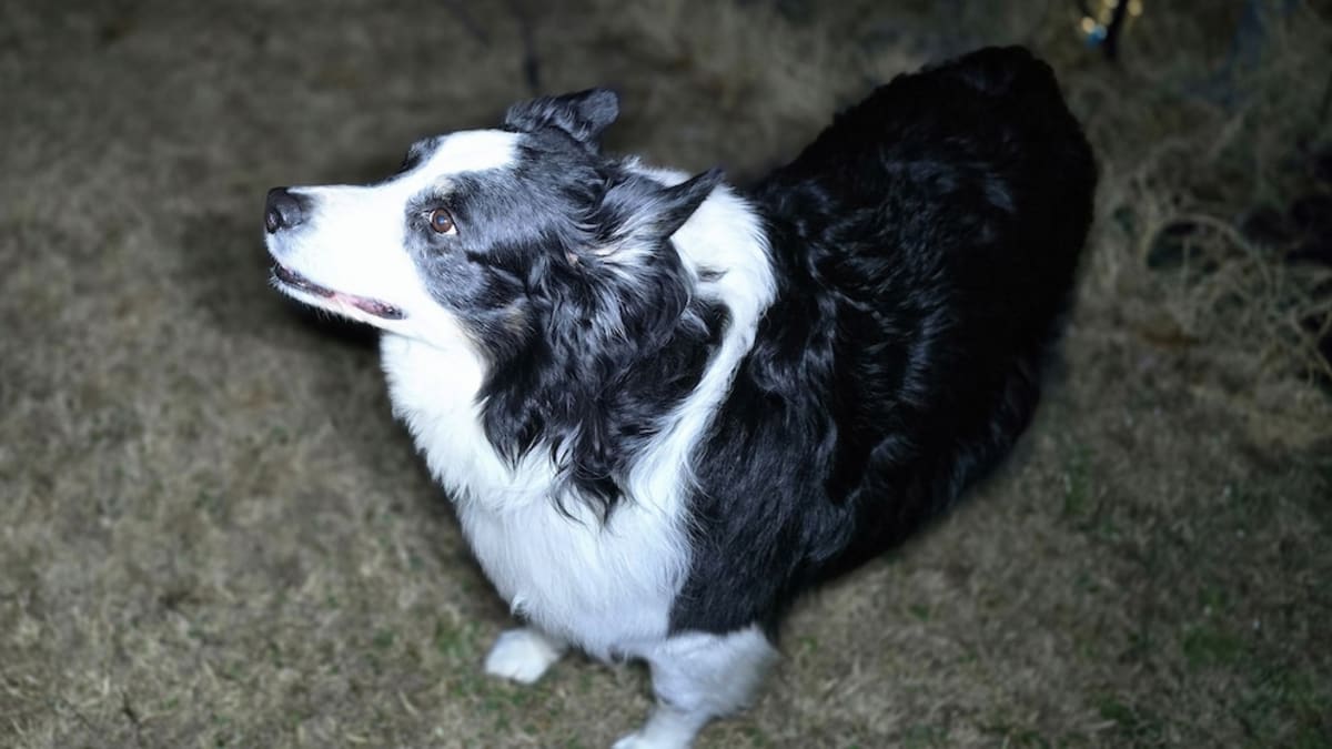 Dog Found 1,100 Miles From Home Thanks to Microchip - Image 4
