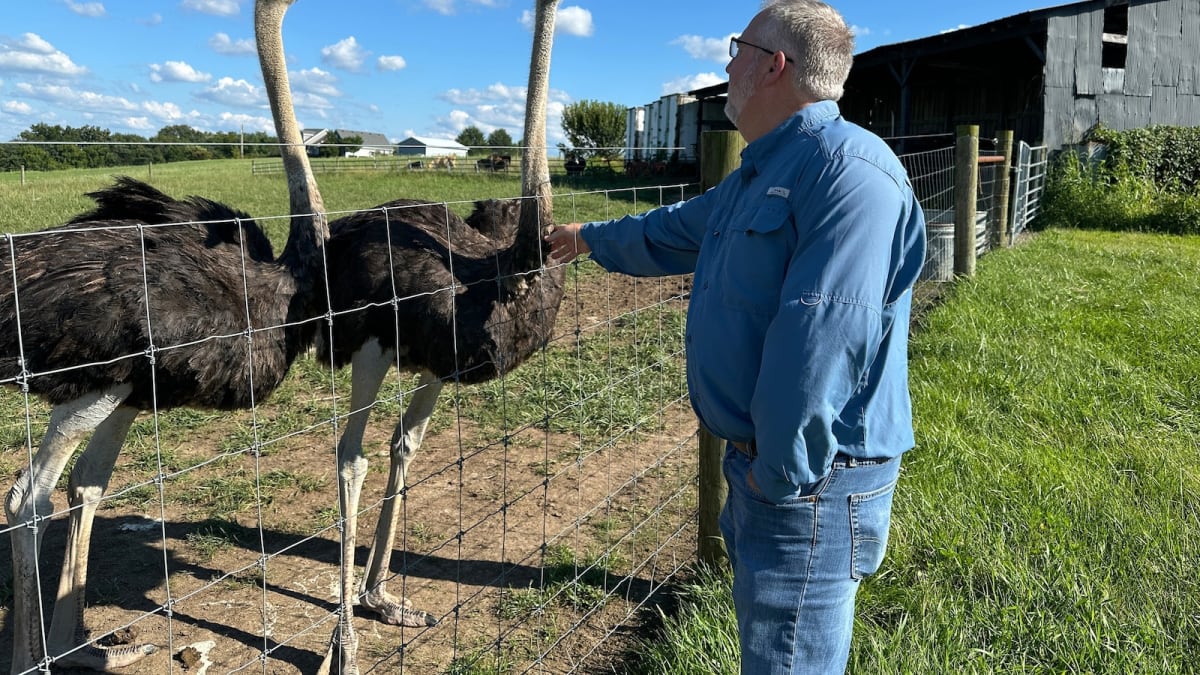 Large ostrich standing in Kentucky farm pasture with barn in background
