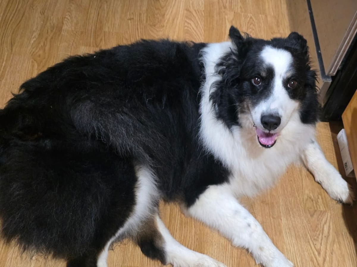Dog Found 1,100 Miles From Home Thanks to Microchip - Image 3