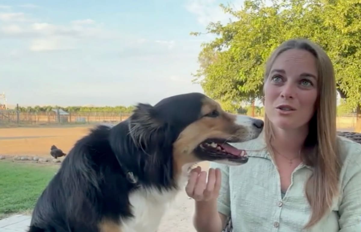 Lost Dog Travels 30 Miles Home After Fireworks Scare - Image 3