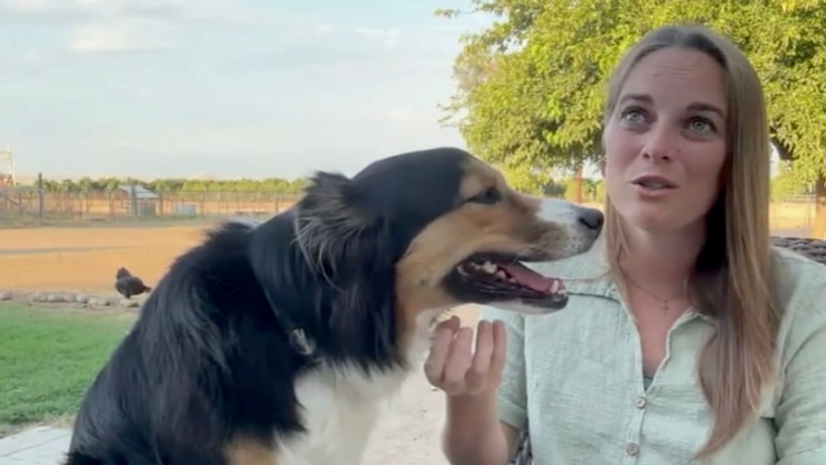 Lost Dog Travels 30 Miles Home After Fireworks Scare
